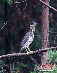 非洲鹏鸟—被遗忘的飞行奇迹