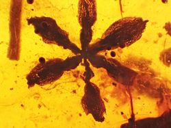 当记忆在冰川中沉睡—北极沙中琥珀的集体失忆之谜