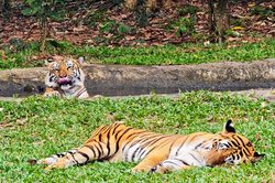 西伯利亚九尾狐：时间之外的神秘传说