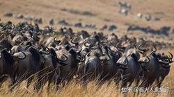 《喀尔巴阡山脉的低语·动物迁徙的异常与自然的警钟》