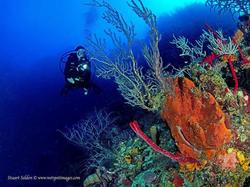 蓝洞低频嗡鸣水下钟—我潜入水下听到的神秘声音