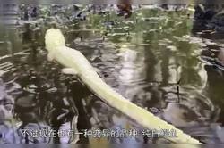 白羽·进化之路上的奇迹