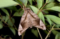 好望角天蛾人报告—一份关于生态与保护的启示