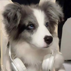 陈竹岚与狗的冬天…