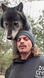 北美风暴洛基巨狼—一场狼群的壮丽史诗