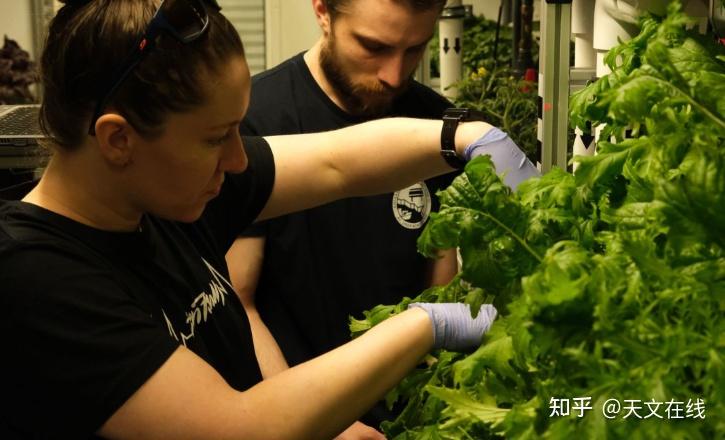 南极的巨龙丰收｜冰原上的生命奇迹