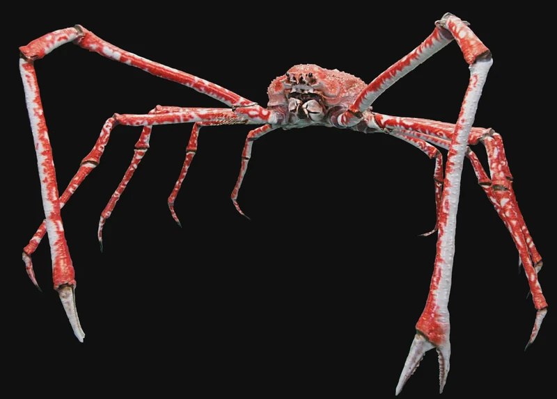 深渊深海半身人—探索未知的奇妙世界