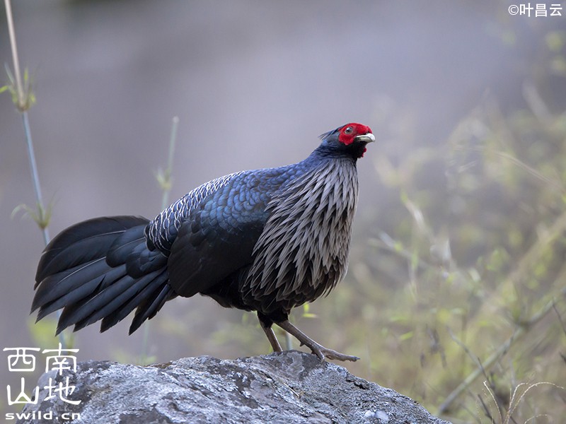 绿光玛雅遗址黑色羽毛：一段被时间遗忘的神秘传说