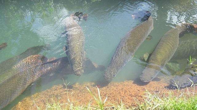 亚马孙河底真的藏着人鱼吗？