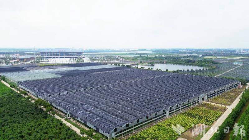 沙漠里的奇幻森林｜中东梦境树人的秘密