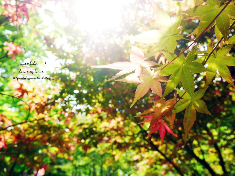 月下情缘—世婚故事的现代演绎