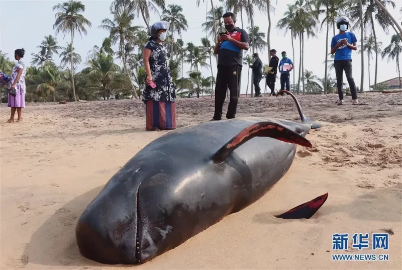 当古老的秘密遇上现代的惊奇｜深渊平原石板与鲸鱼的奇妙邂逅