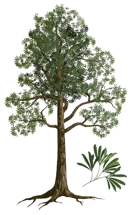 南极诡异脚步牙齿串：真相究竟是什么？