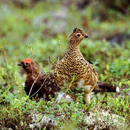 当海浪咆哮时，我看见了雷鸟·一段关于风暴与神话的回忆