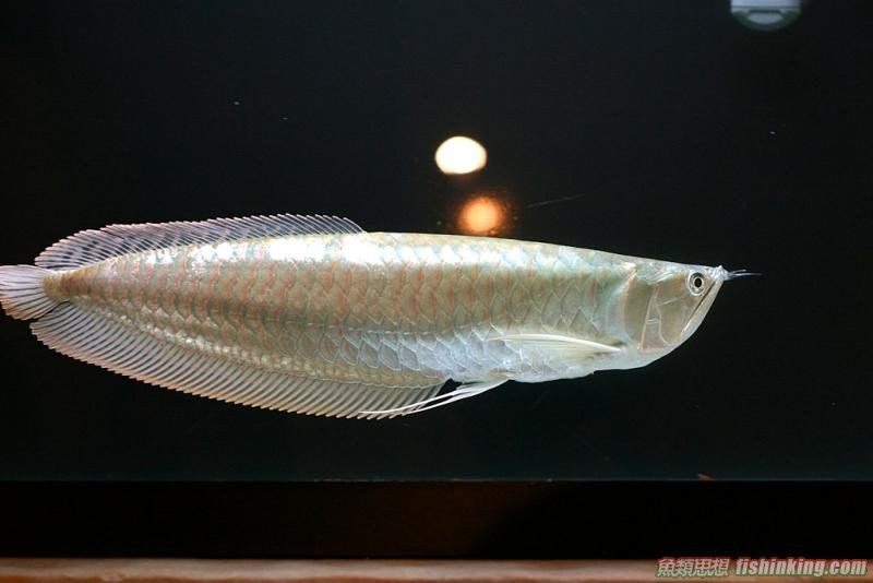 迷宫大西洋银龙的奇幻之旅丨一场自动判断的冒险