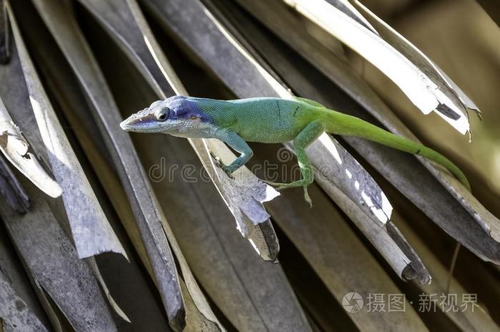 古巴的神秘生物·蜥蜴人传说背后的真相