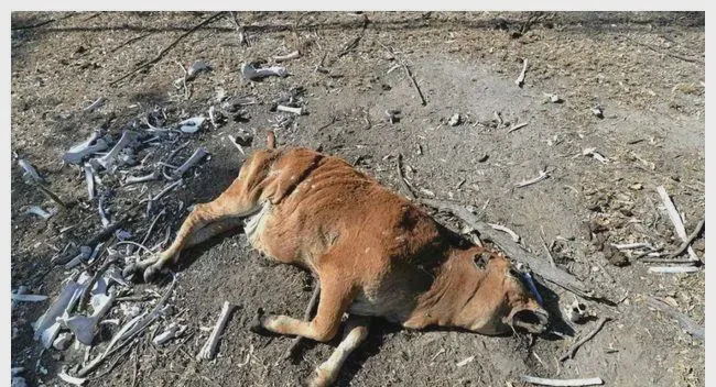 俄罗斯的家畜残割—传统与现代的平衡