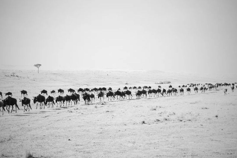 鸟儿飞反了方向，我差点以为是地球在做梦！