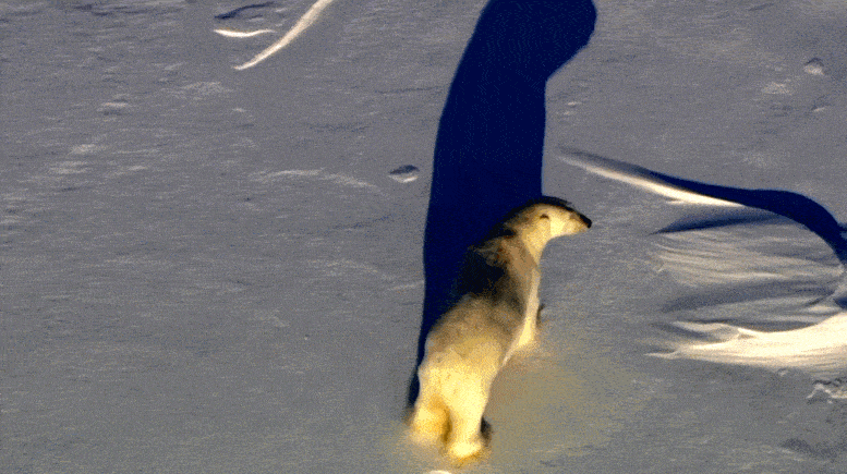 极地冰穹里，我看见了红绳结和一只“海怪”！