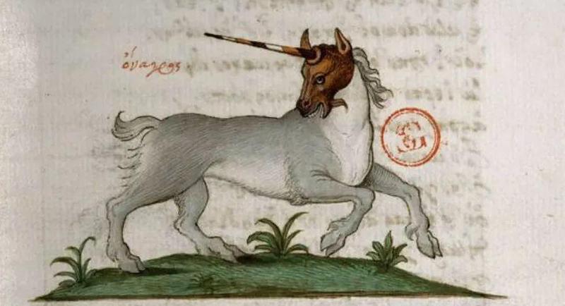 南美独角兽的诅咒·一场奇幻与现实交织的冒险