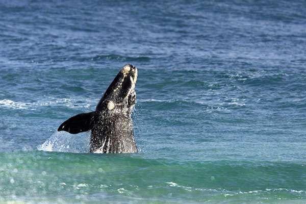 大洋洲航路的诡异传说丨沙妖为何在暗流中现身？