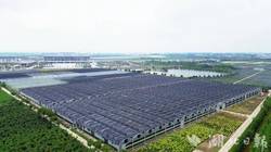 沙漠里的奇幻森林｜中东梦境树人的秘密