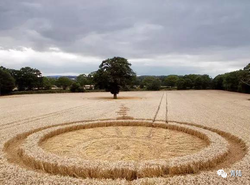 麦田怪圈背后的真相—科学与神秘的交织