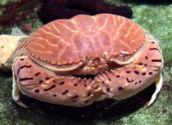 湖边的小鱼鬼故事？