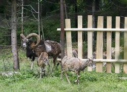 喀尔巴阡海怪目击无法翻译？真相远比想象中离奇！