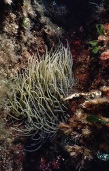 地中海在偷偷吃掉风？