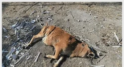 俄罗斯的家畜残割—传统与现代的平衡