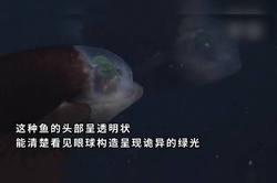 大西洋深处的神秘来客｜隐身鱼人之谜