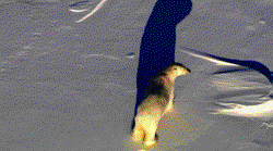 极地冰穹里，我看见了红绳结和一只“海怪”！