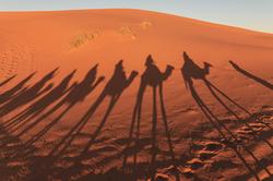 撒哈拉的狼人航路丨一场与星空的对话