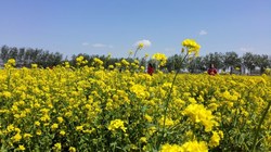 春生的小木屋与樱花树！