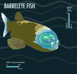 马里亚纳海沟双重影像锈蚀徽章—深海奇遇的见证