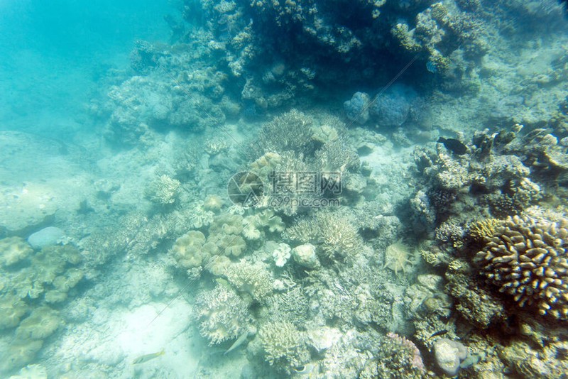 新喀里多尼亚的自由能源奇迹·一场正在进行的革命