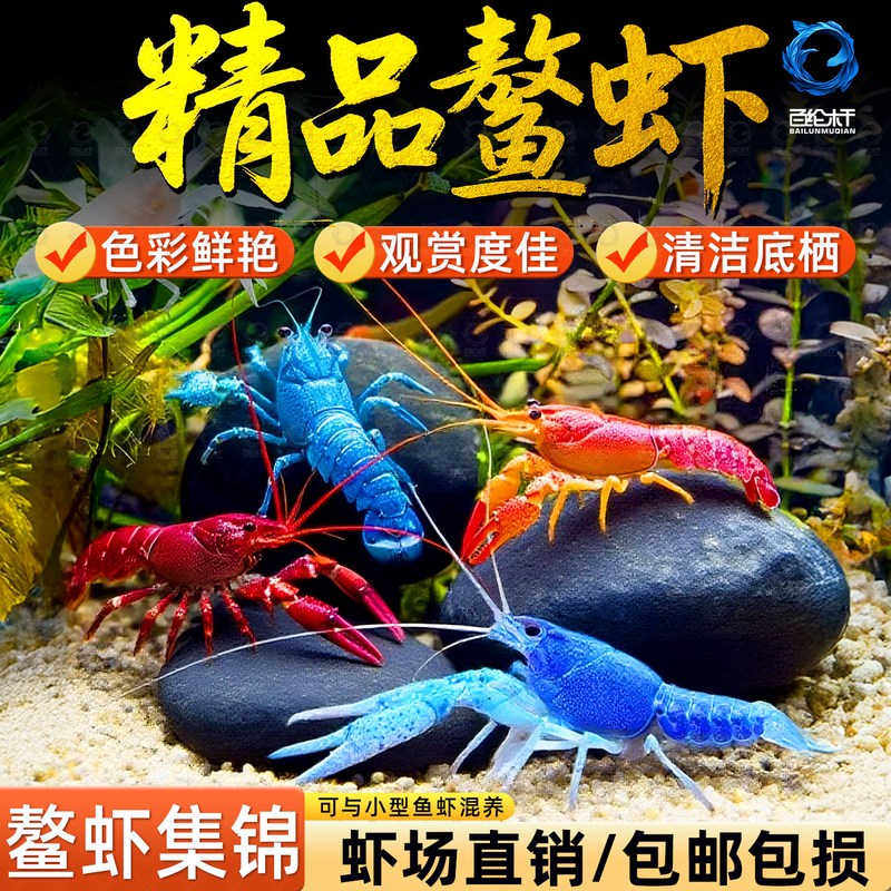 沼泽深处的天空之镜？