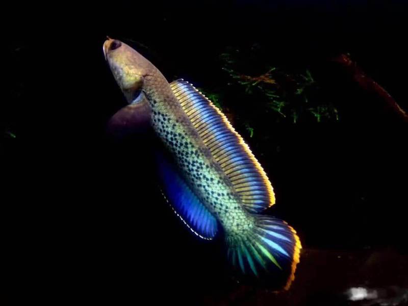 雷兽咆哮的深渊湖泊·一场未知的冒险