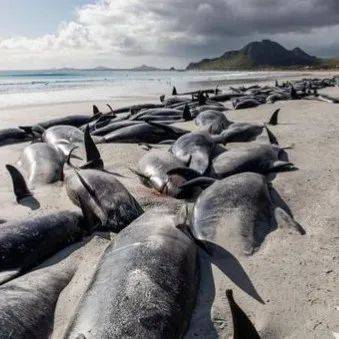撒哈拉沙漠里，那头搁浅的鲸鱼让我重新认识了生命！