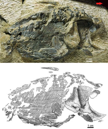 雨鱼航道中的神秘盲区—石质头骨之谜