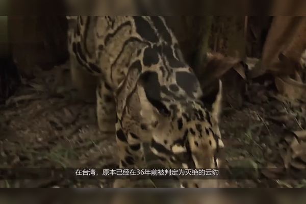 毒雾中的喀尔巴阡凤凰—重生与希望的象征