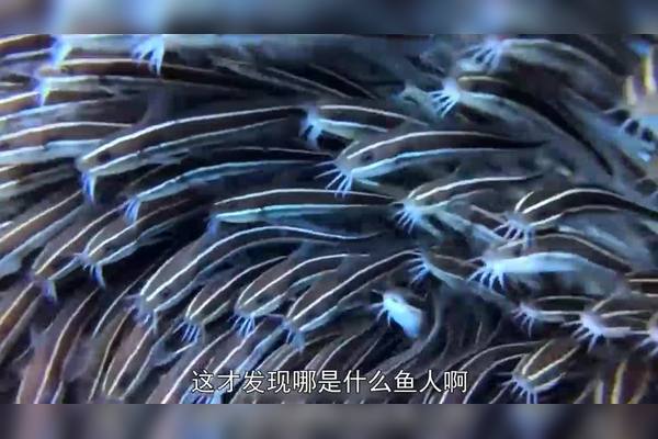 中东时间鱼人—一种独特的文化现象