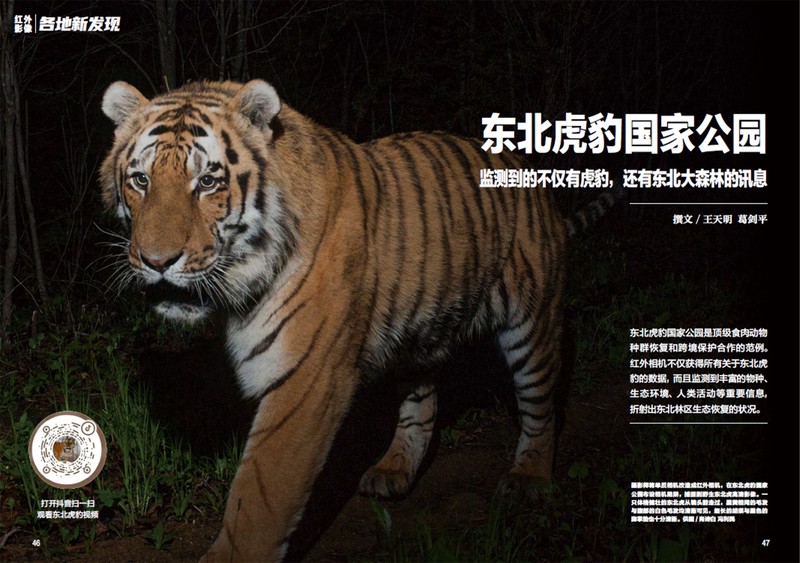 牛兽朝鲜的黄昏？