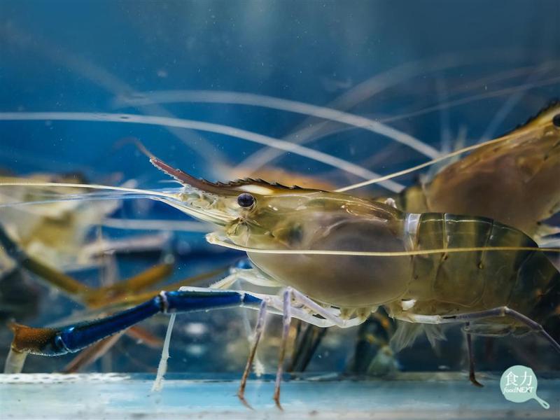 日本海发现牛残割丨背后的故事与思考