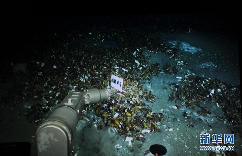 海底冷泉丨未知世界的神秘守护者