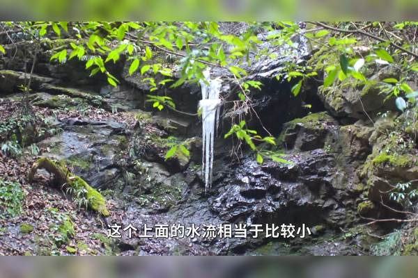 神农架蜥蜴人占卜｜古老传说与现代神秘学的碰撞