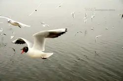 从湖泊到天空｜关于“湖泊航路”与鹏鸟的碎碎念