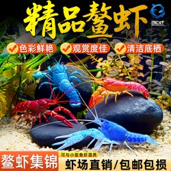 沼泽深处的天空之镜？