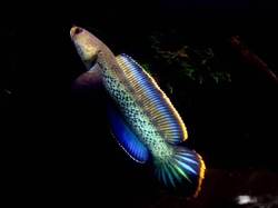 雷兽咆哮的深渊湖泊·一场未知的冒险